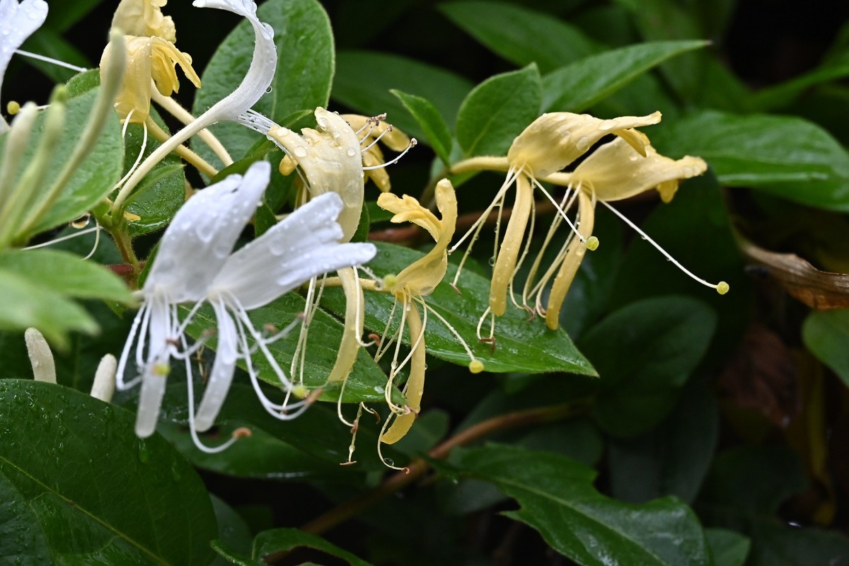 风吹雨打金银花