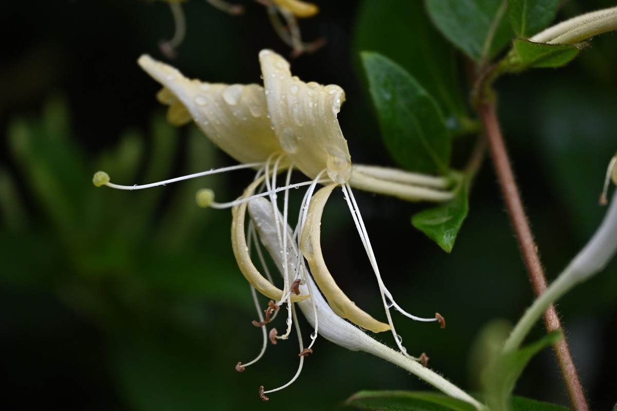 风吹雨打金银花