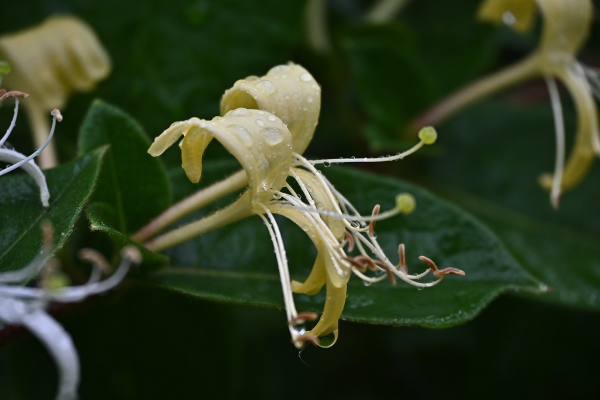 风吹雨打金银花