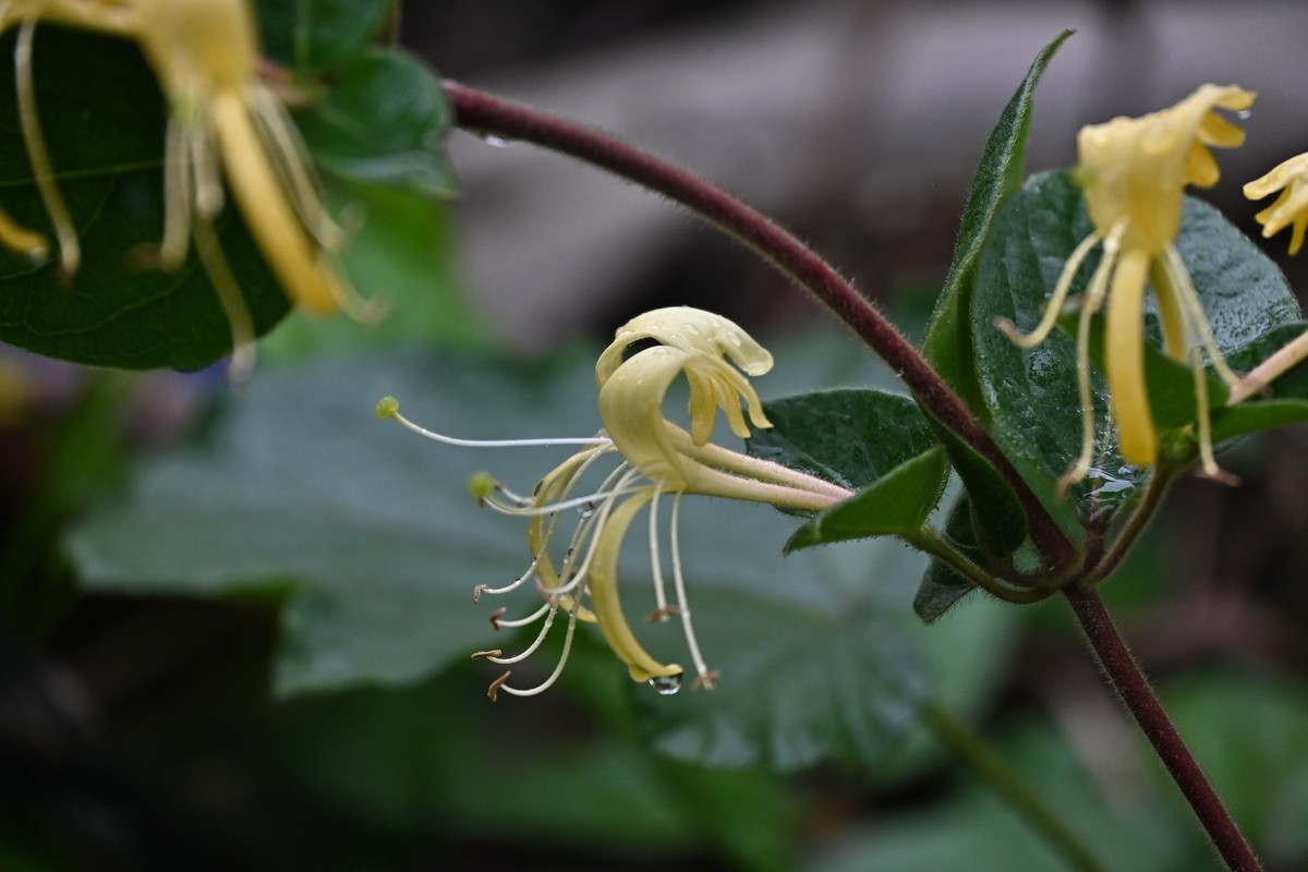 风吹雨打金银花