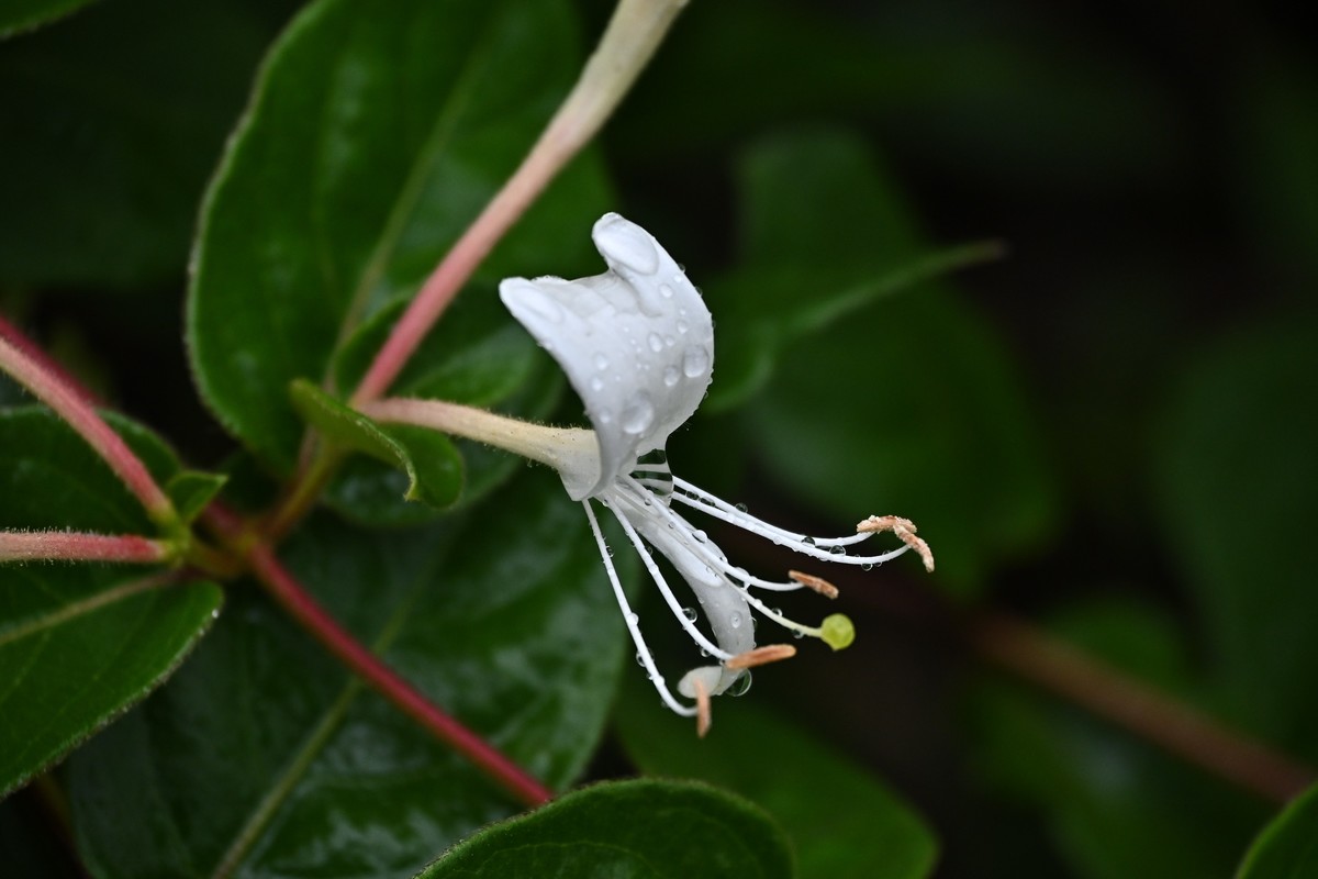 风吹雨打金银花