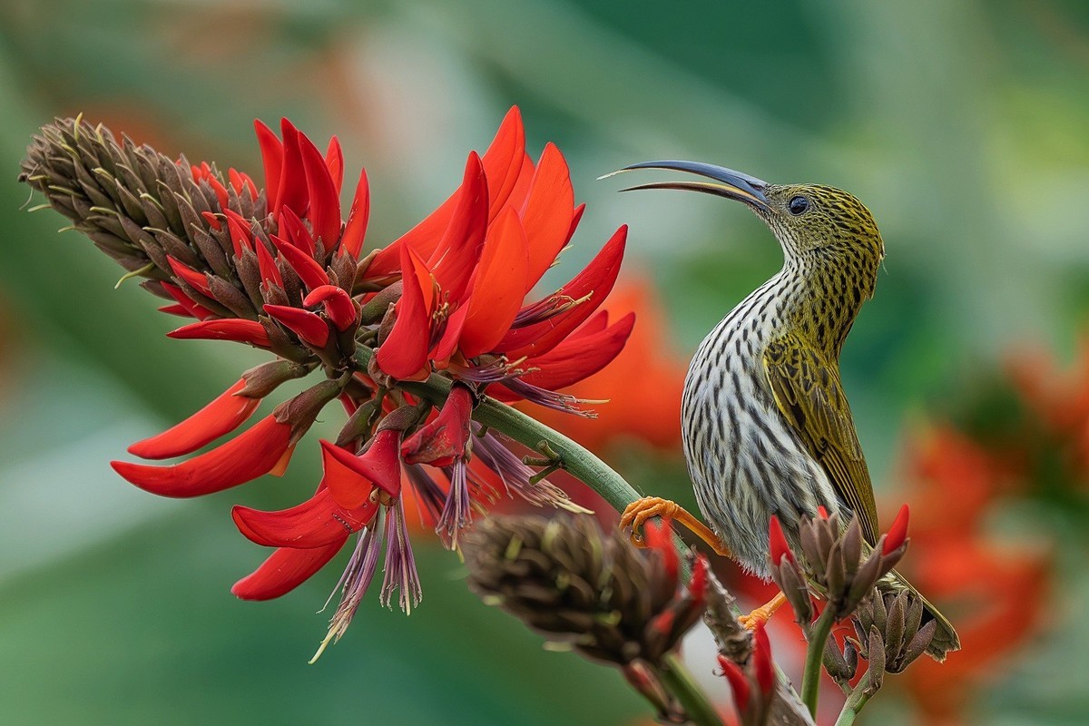 林间嬉戏寻佳果，枝上欢歌伴花香。