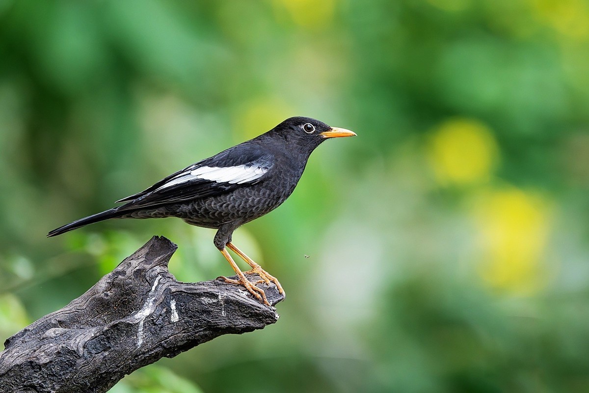 林间嬉戏寻佳果，枝上欢歌伴花香。