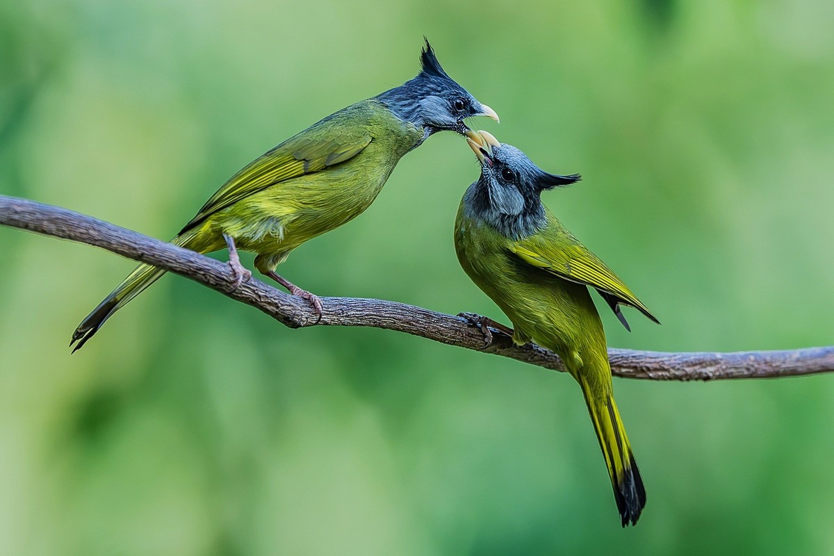 林间嬉戏寻佳果，枝上欢歌伴花香。
