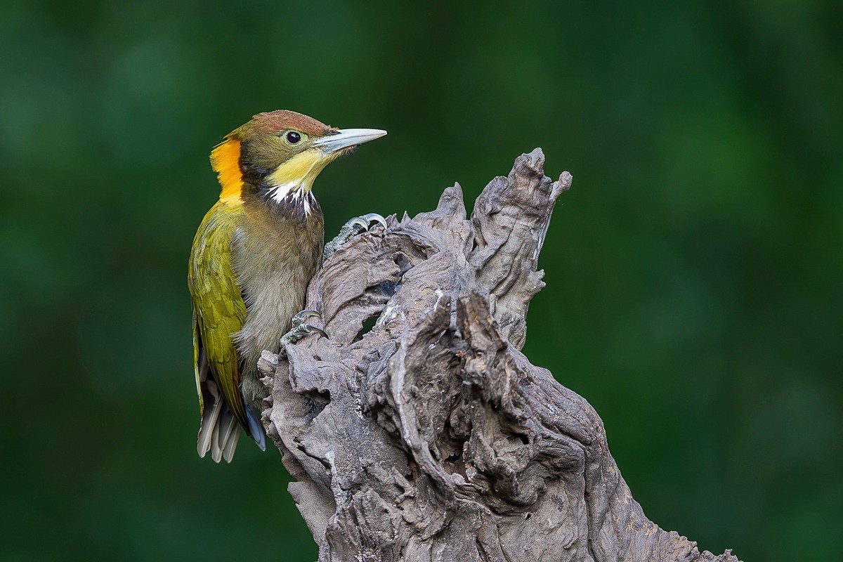 林间嬉戏寻佳果，枝上欢歌伴花香。