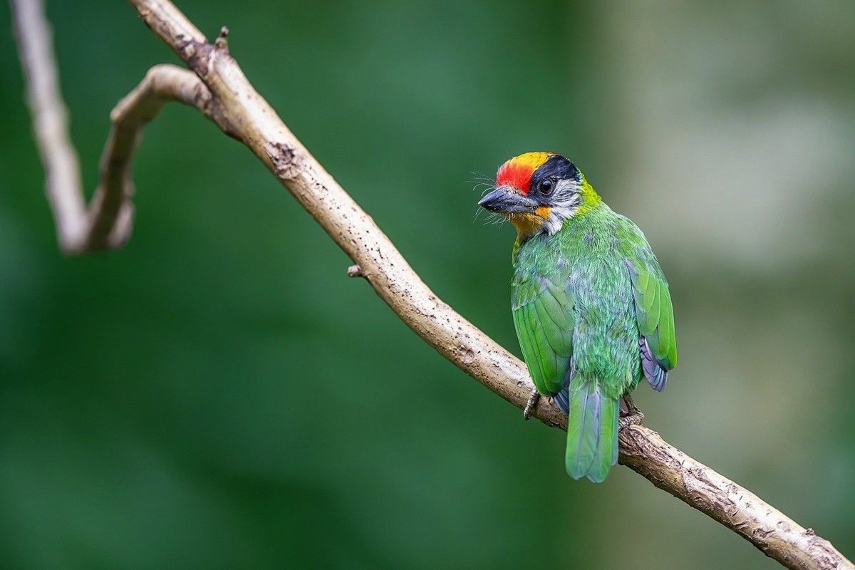 林间嬉戏寻佳果，枝上欢歌伴花香。