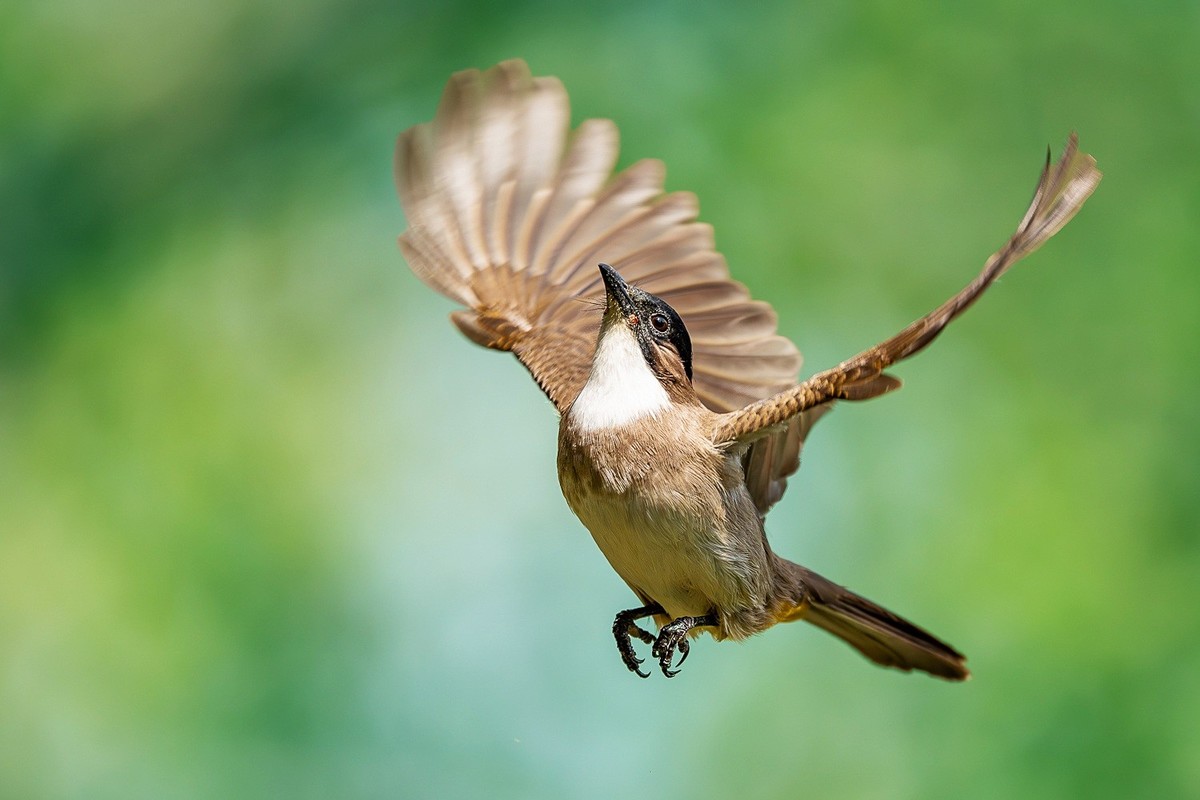 林间嬉戏寻佳果，枝上欢歌伴花香。