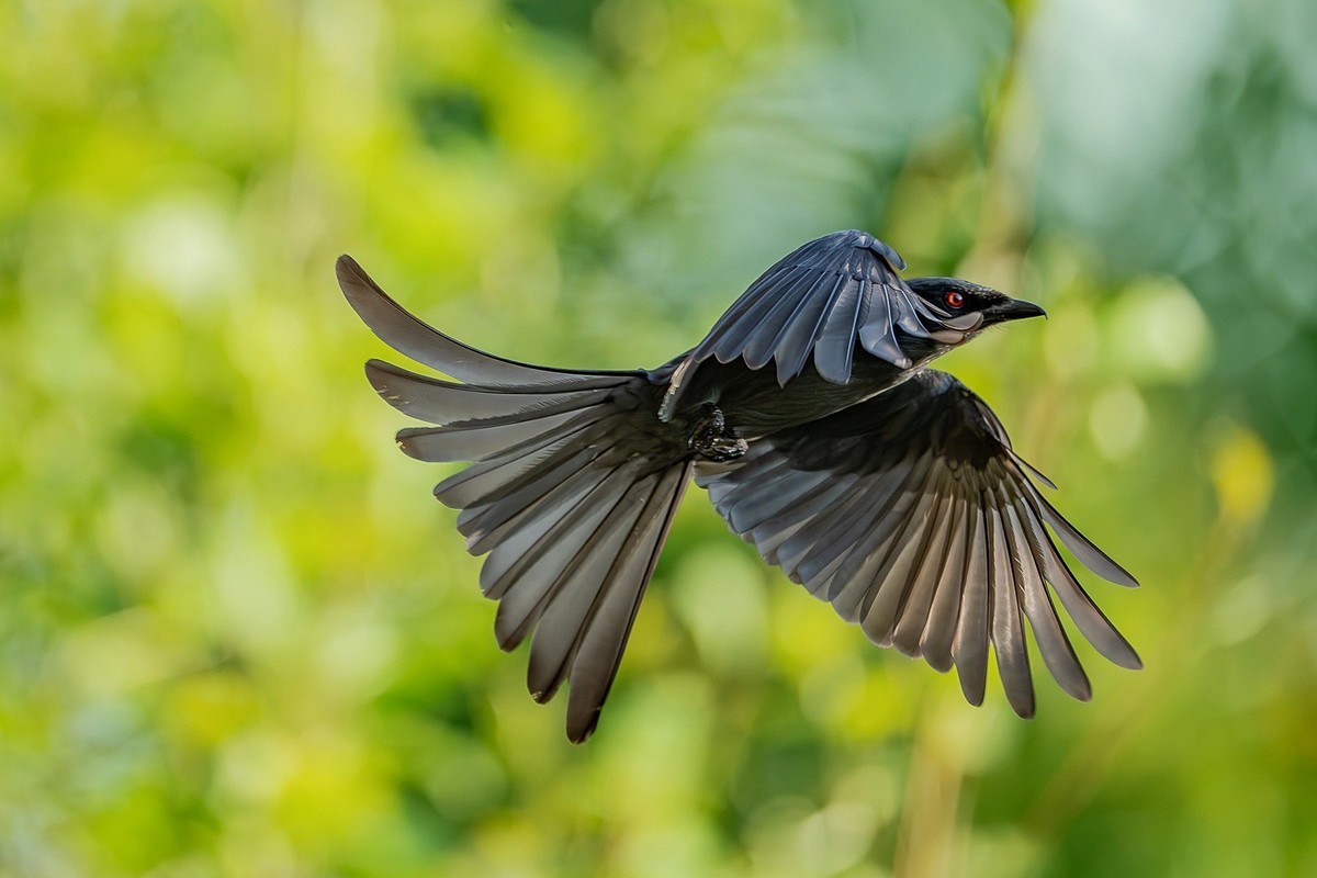 林间嬉戏寻佳果，枝上欢歌伴花香。