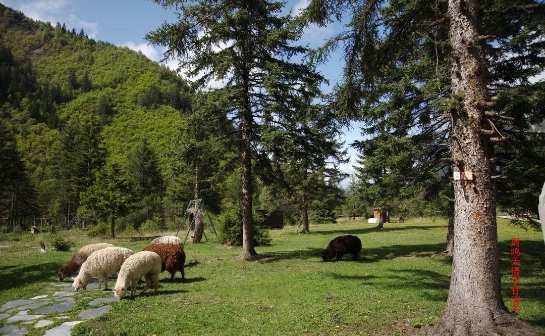 2022年5月爱情海、       周鸣天