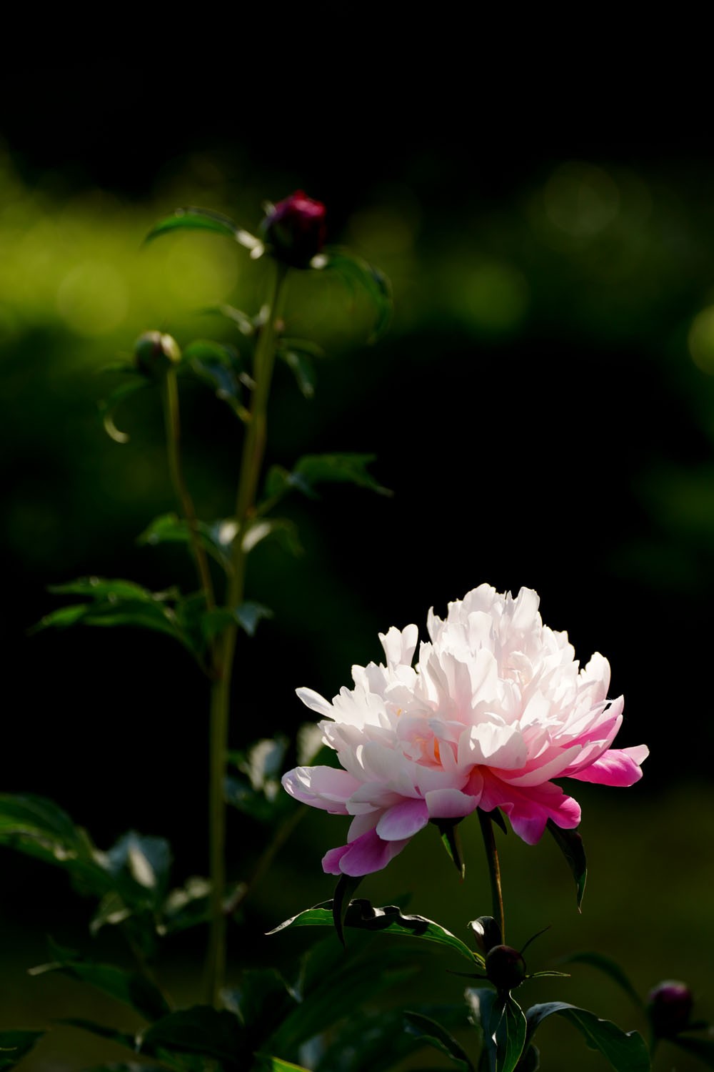 花开富贵（2）
