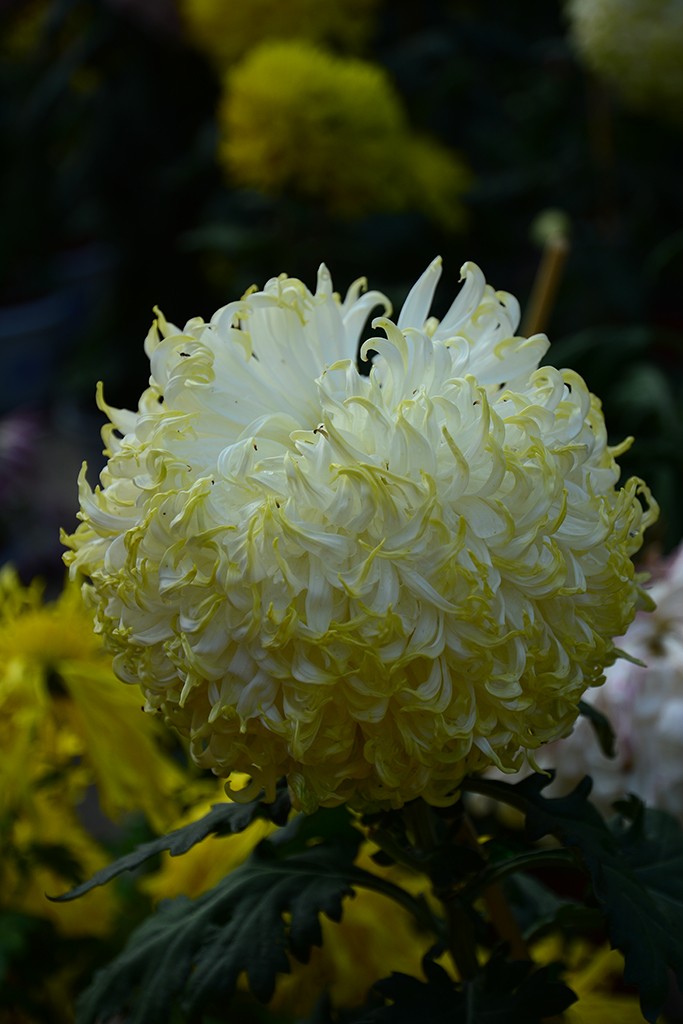 武汉市第三十九届金秋菊展