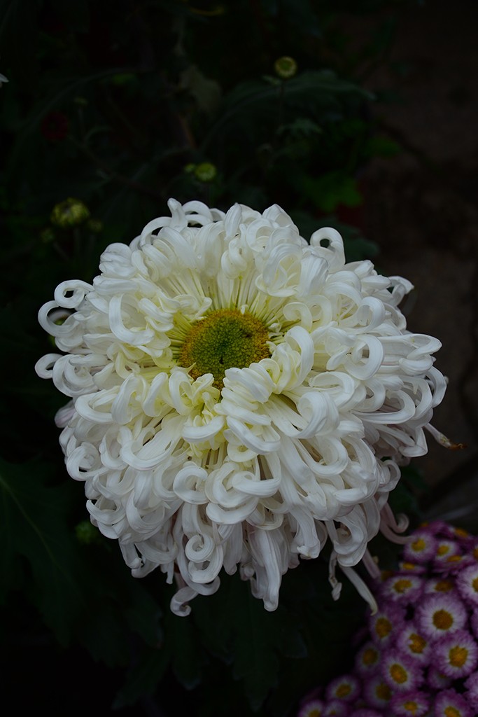 武汉市第三十九届金秋菊展