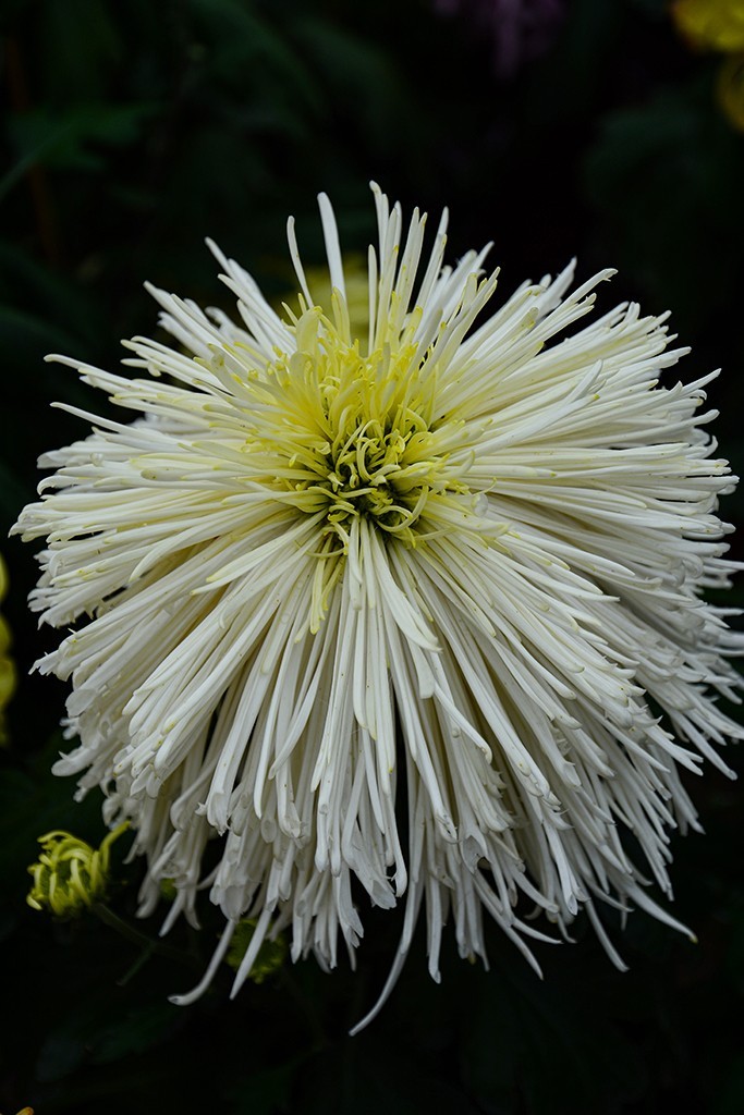 武汉市第三十九届金秋菊展