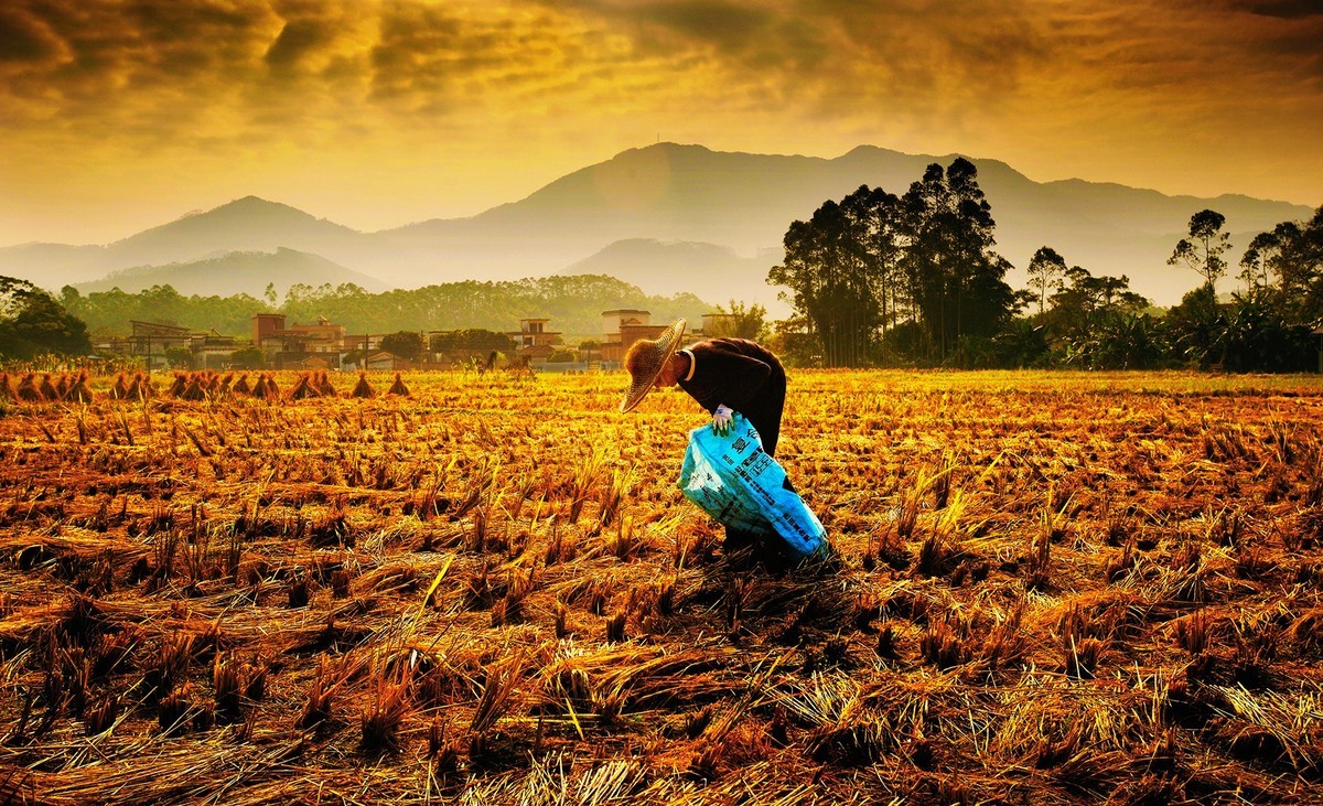 #留住美丽秋天# --- 拾稻穗