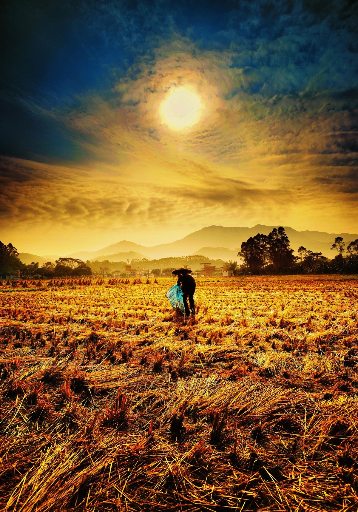 #留住美丽秋天# --- 拾稻穗