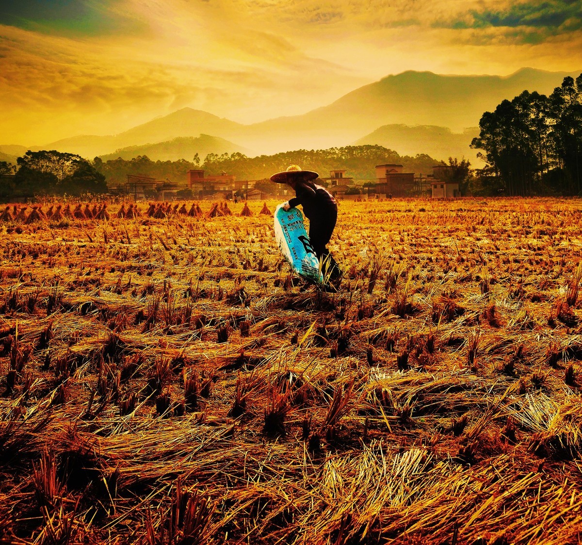 #留住美丽秋天# --- 拾稻穗