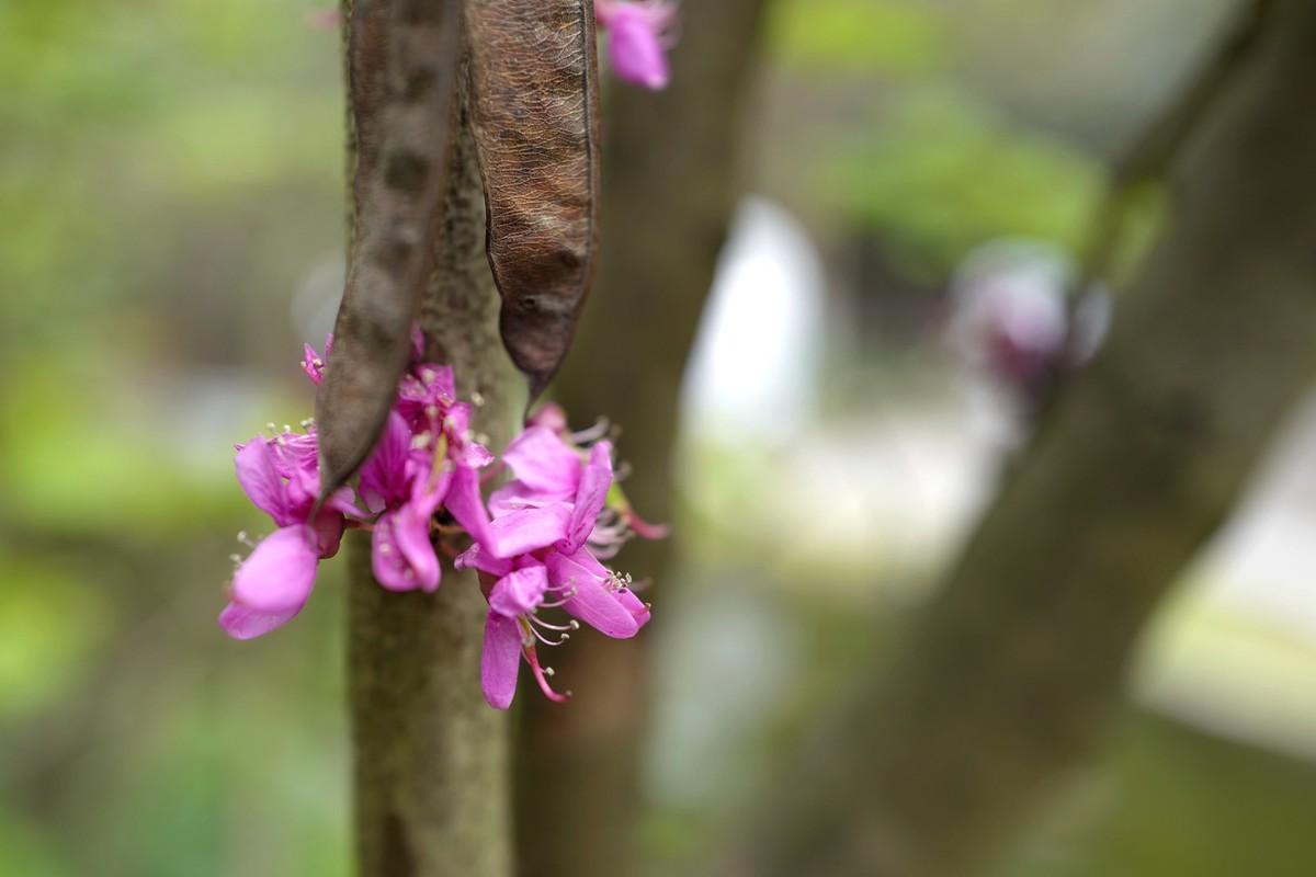 成都之行——人民公园（17）