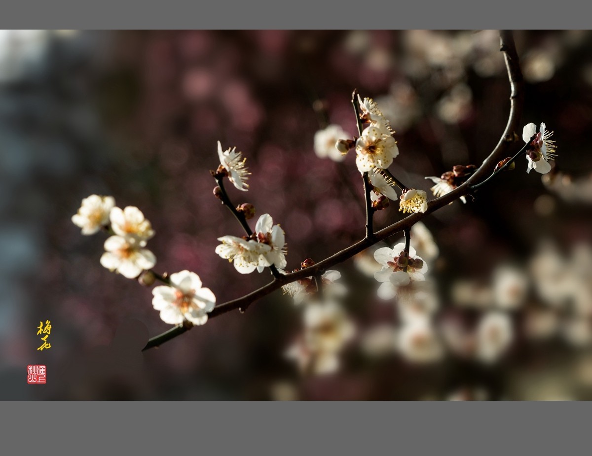 梅花-------枯木逢春