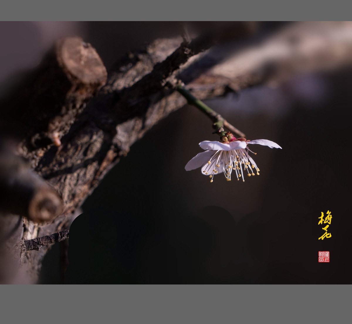 梅花-------枯木逢春