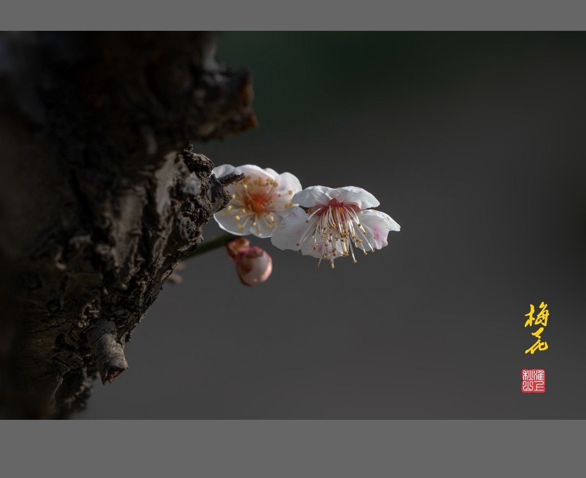 梅花-------枯木逢春