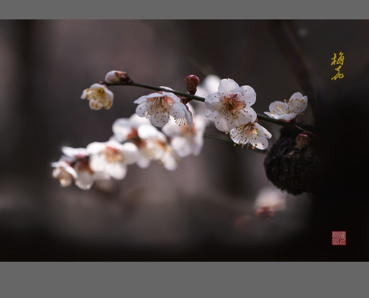 梅花-------枯木逢春