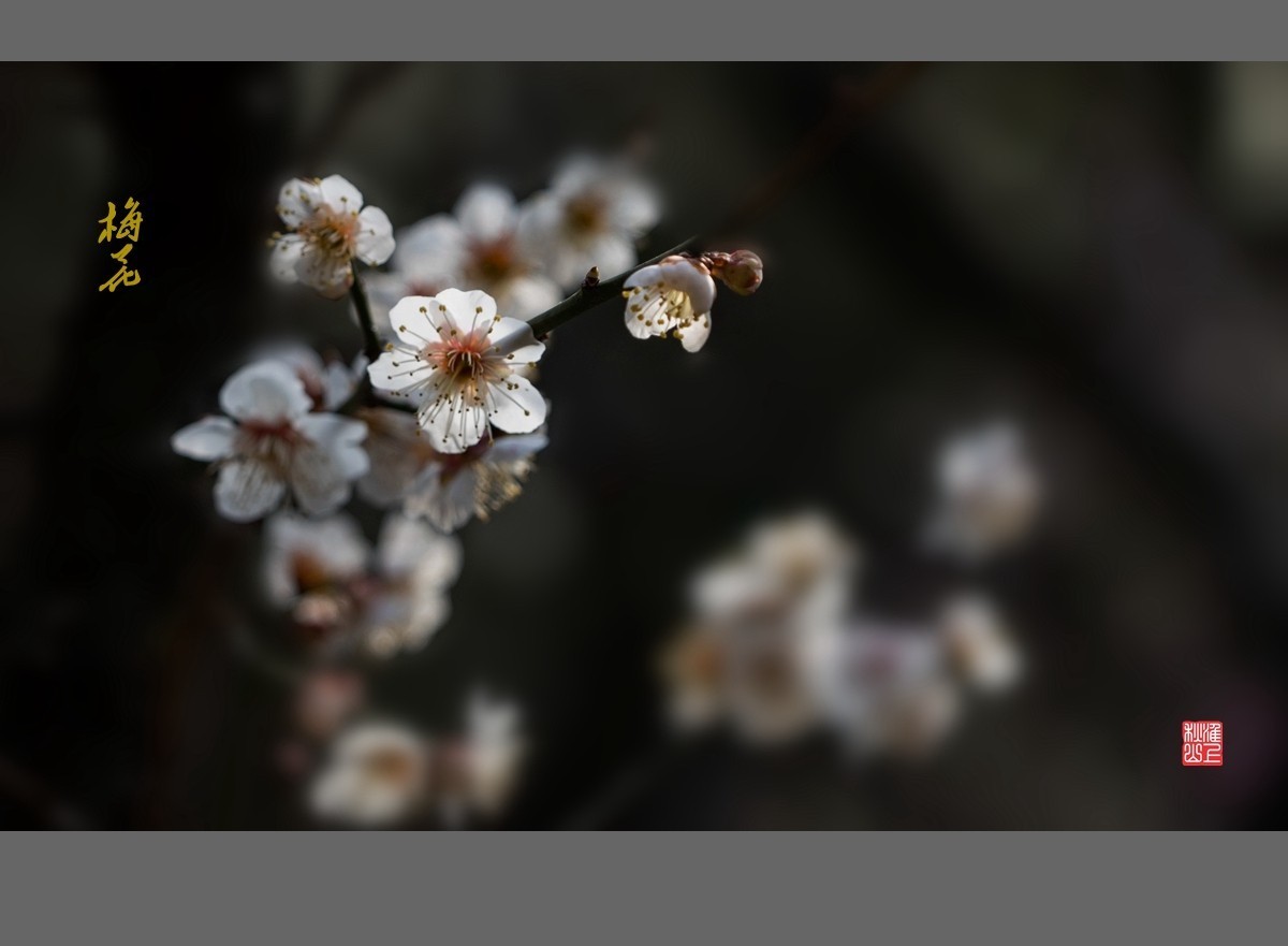 梅花-------枯木逢春