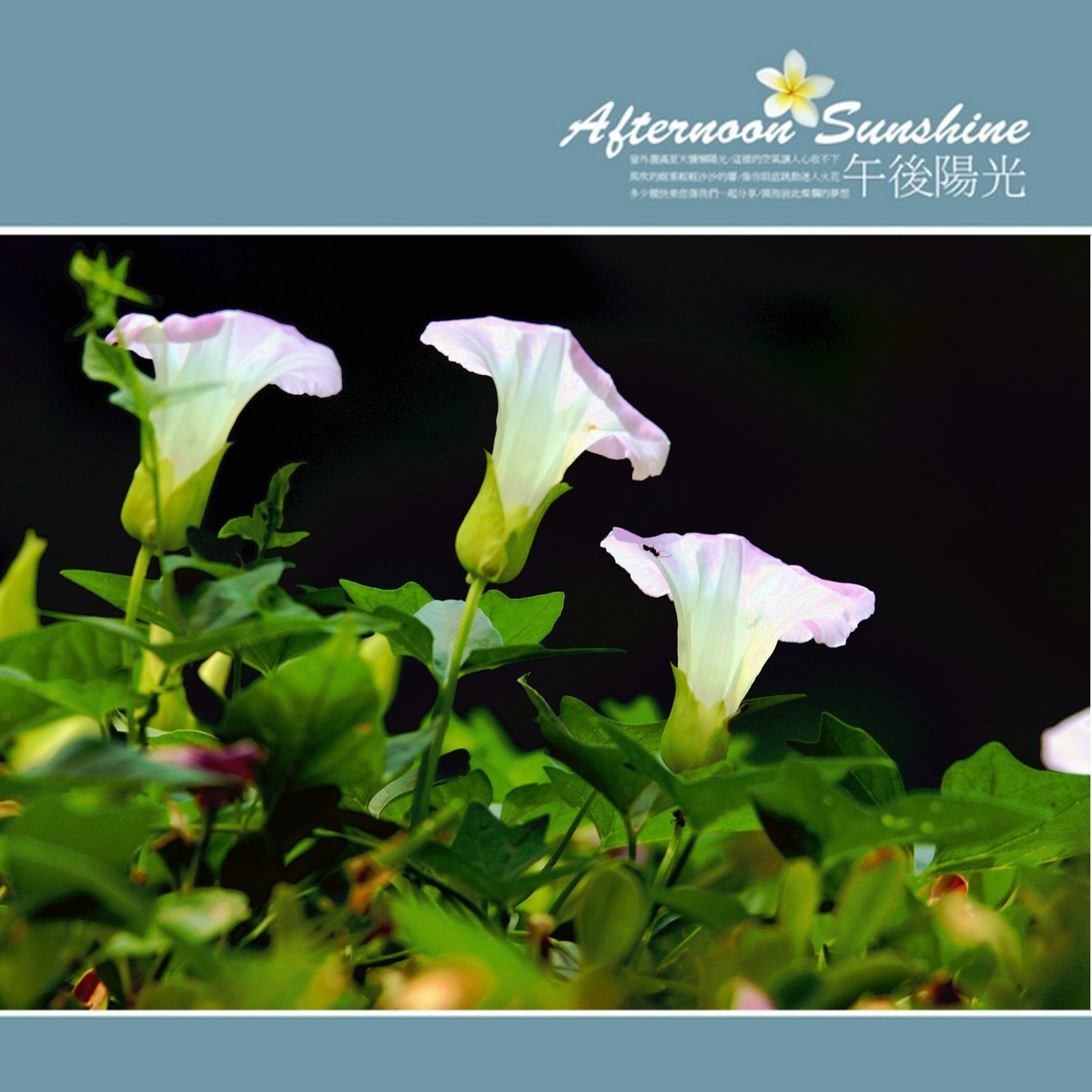 漫步随摄....石景山雕塑公园