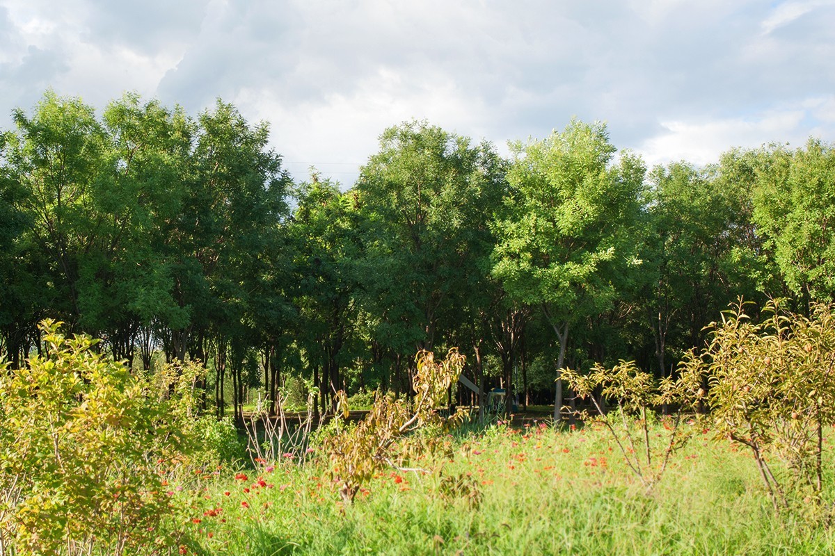 湿地公园场景随拍
