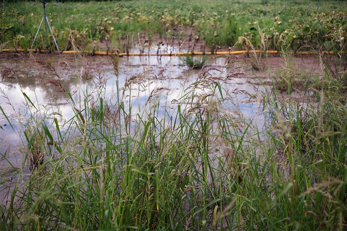 湿地公园场景随拍