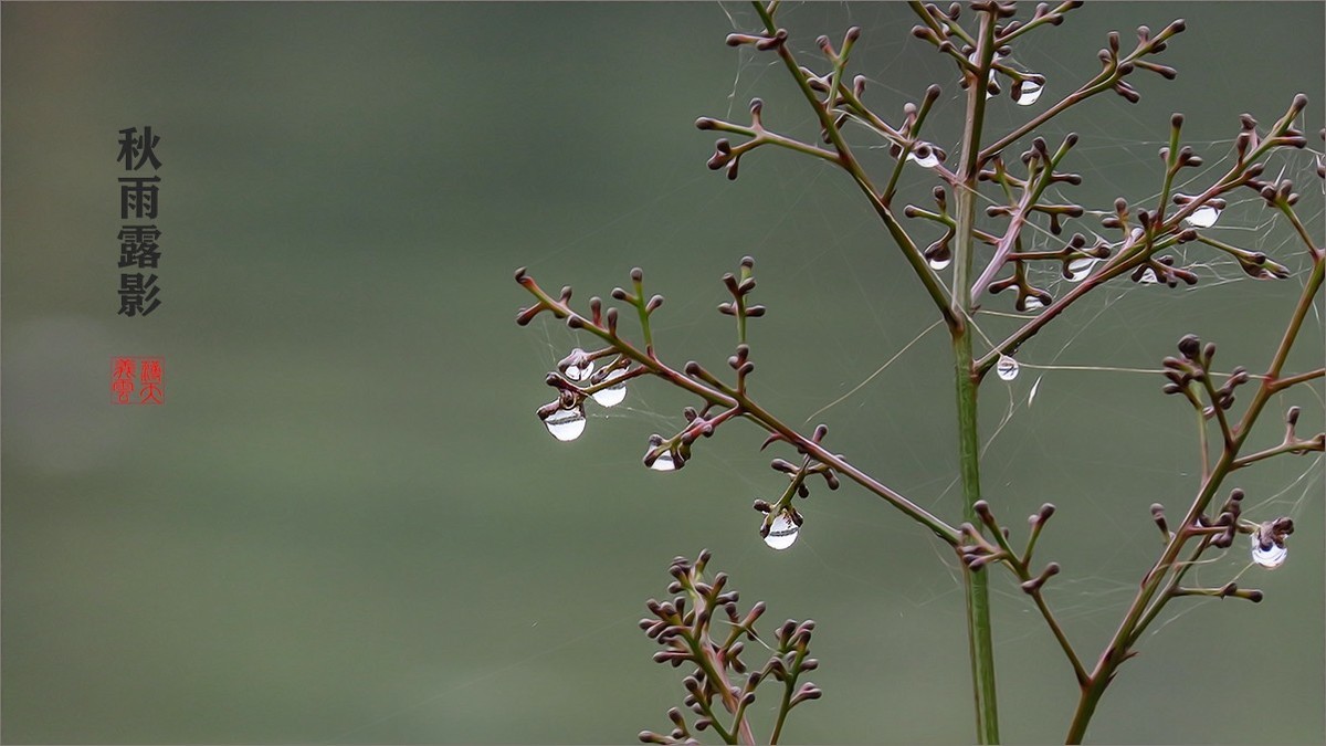 秋雨露影