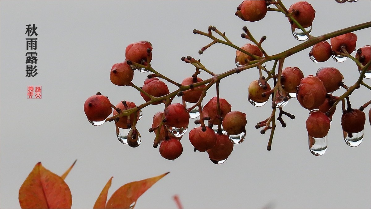 秋雨露影