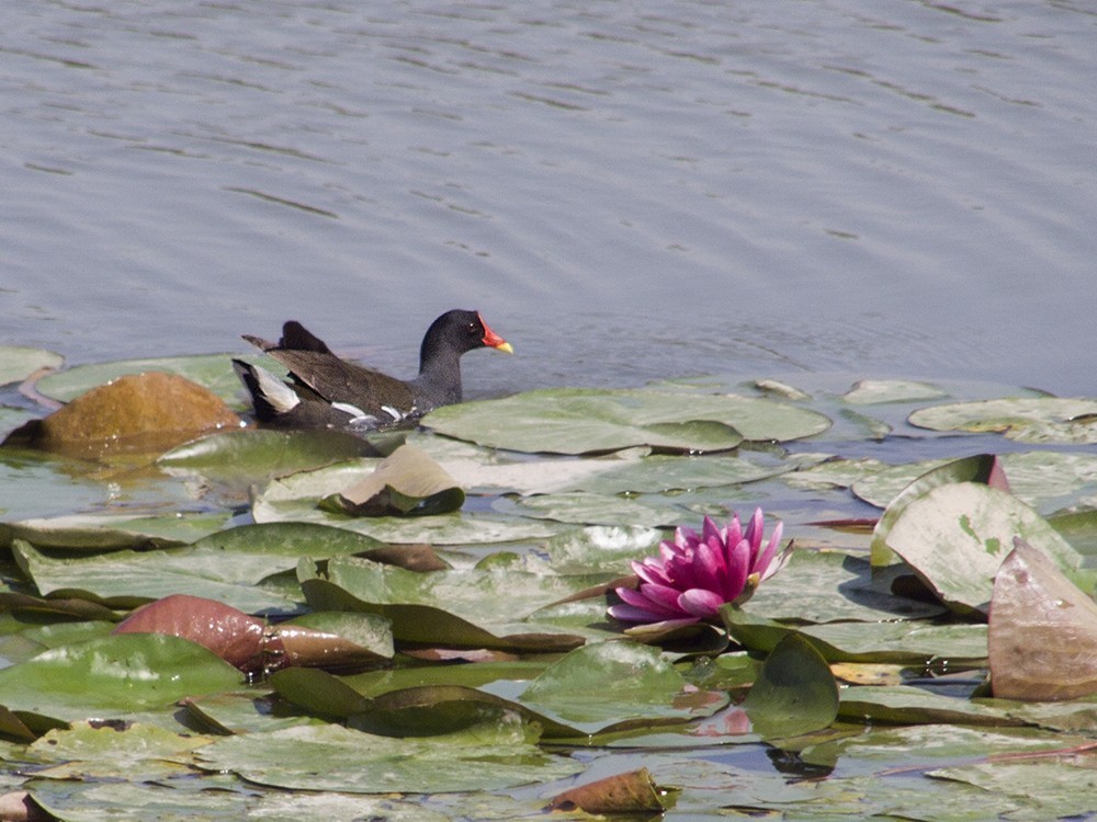 柯达，难以割舍得的色彩！(七)