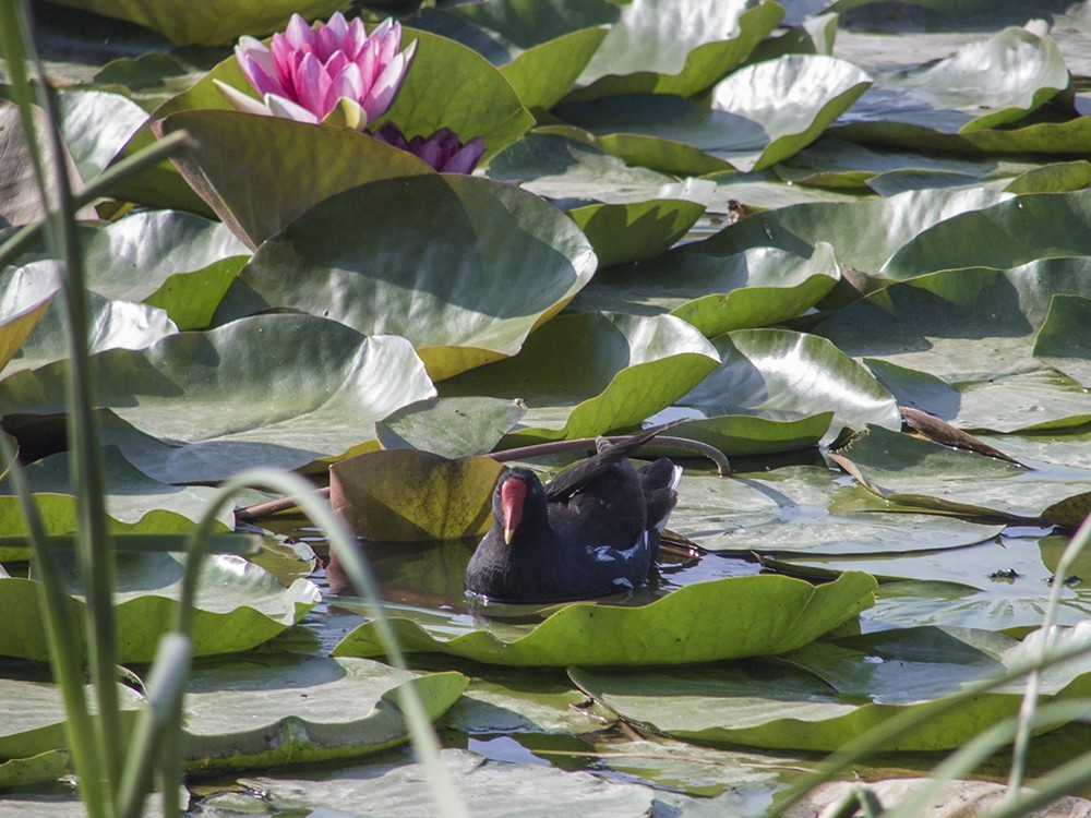 柯达，难以割舍得的色彩！(七)