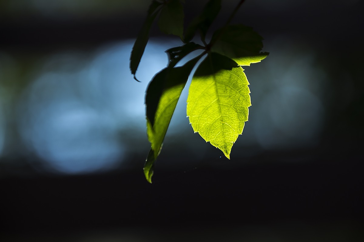 #留住美丽秋天#——风萧气瑟渐冷凉  秋露为霜草木黄 唯待来年春唤醒 重繁新绿吻时光