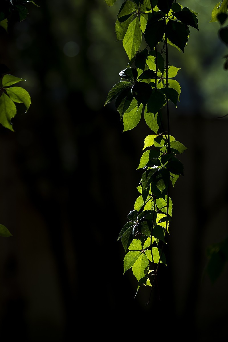 #留住美丽秋天#——风萧气瑟渐冷凉  秋露为霜草木黄 唯待来年春唤醒 重繁新绿吻时光