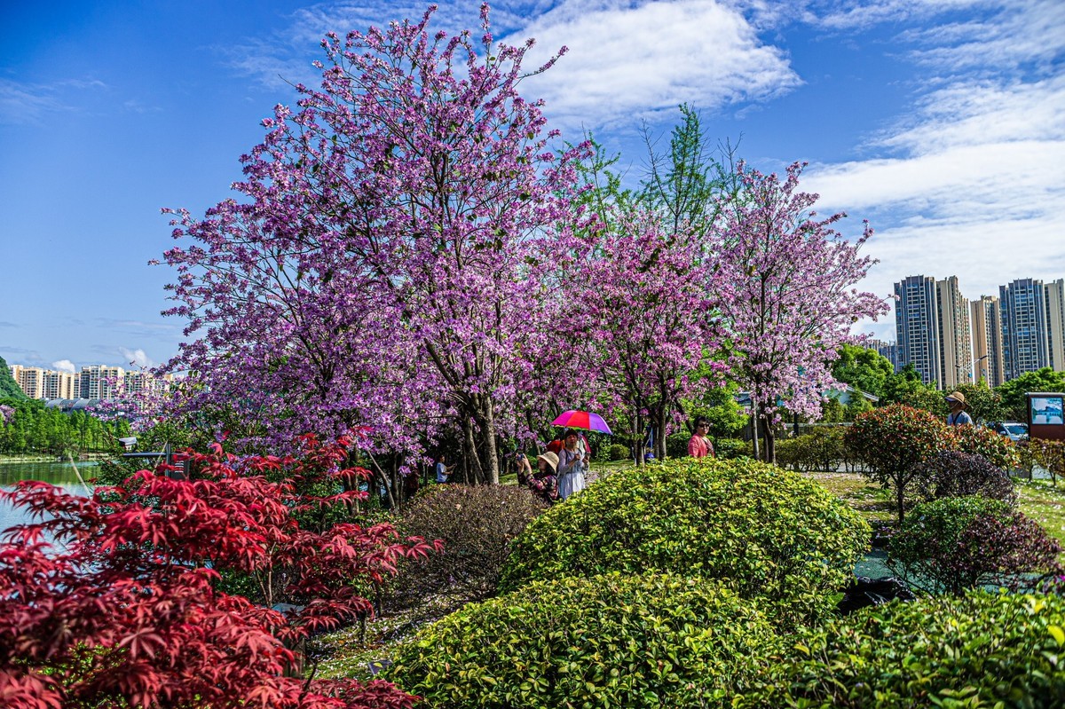 春天花开的时候
