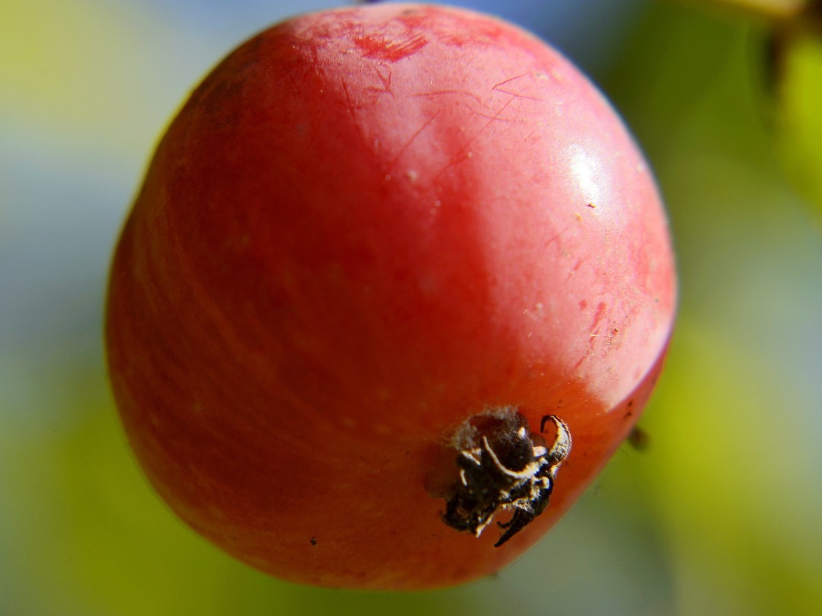 新购的*4近摄镜试拍之三