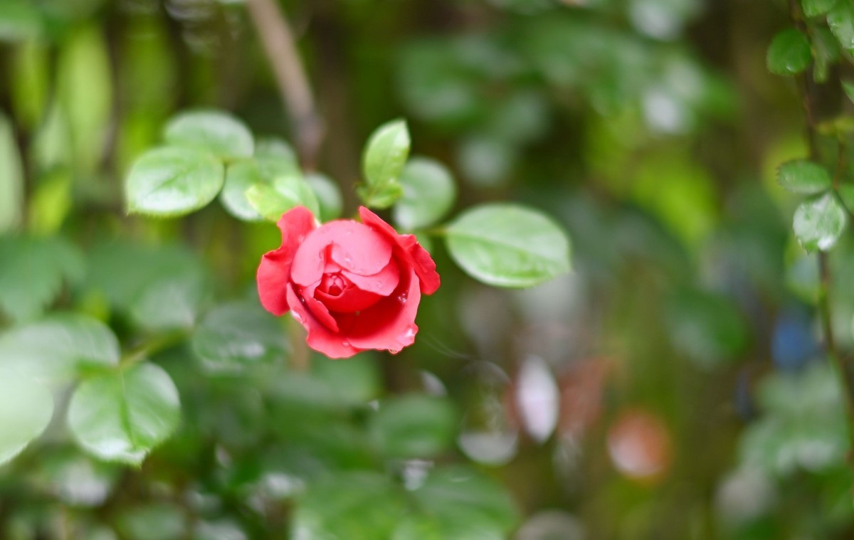 尼康ZF配二代FTZ转接环+58 1.4G/105 1.4E随拍自家花卉3