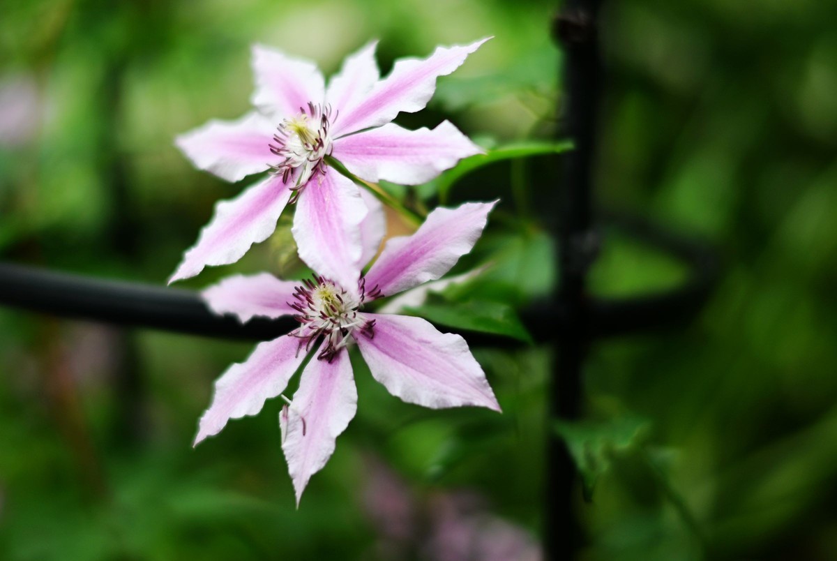 尼康ZF配二代FTZ转接环+58 1.4G/105 1.4E随拍自家花卉3