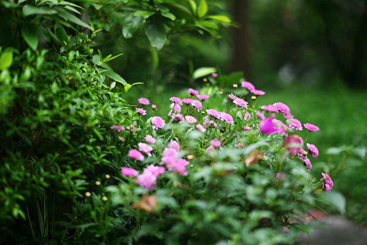 尼康ZF配二代FTZ转接环+58 1.4G/105 1.4E随拍自家花卉3