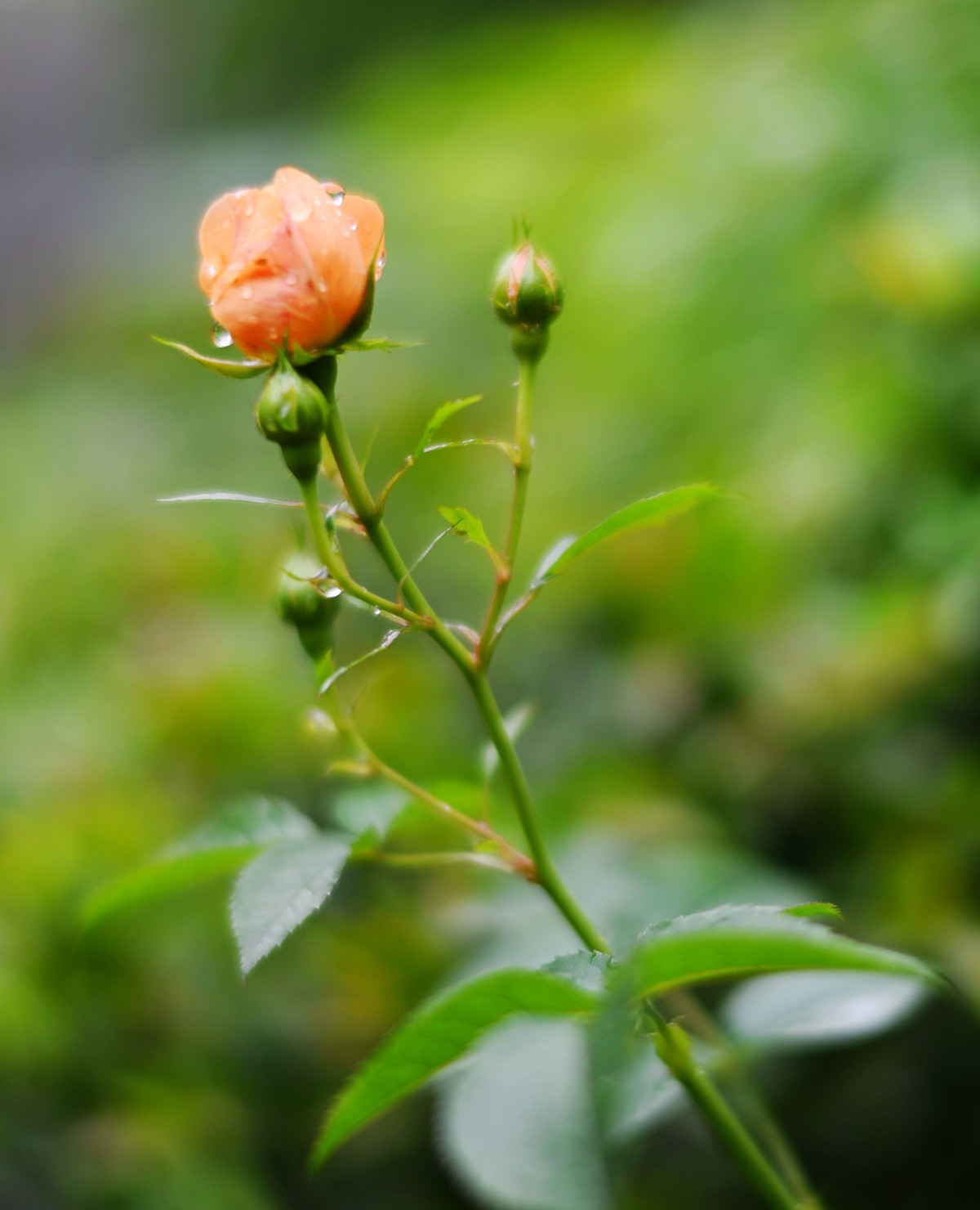尼康ZF配二代FTZ转接环+58 1.4G/105 1.4E随拍自家花卉3