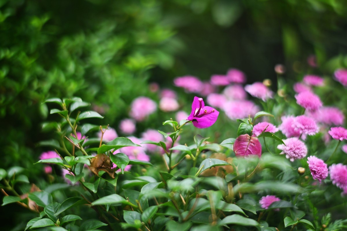尼康ZF配二代FTZ转接环+58 1.4G/105 1.4E随拍自家花卉3
