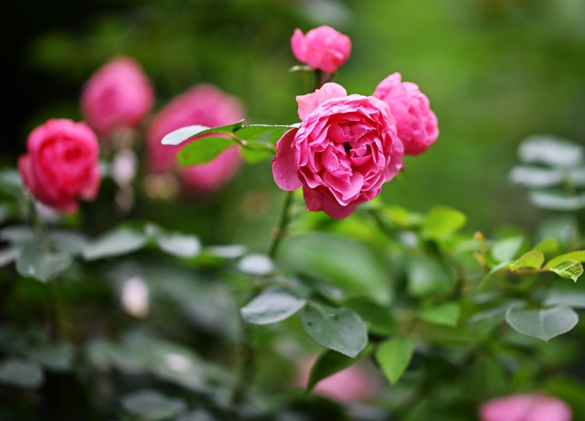 尼康ZF配二代FTZ转接环+58 1.4G/105 1.4E随拍自家花卉3