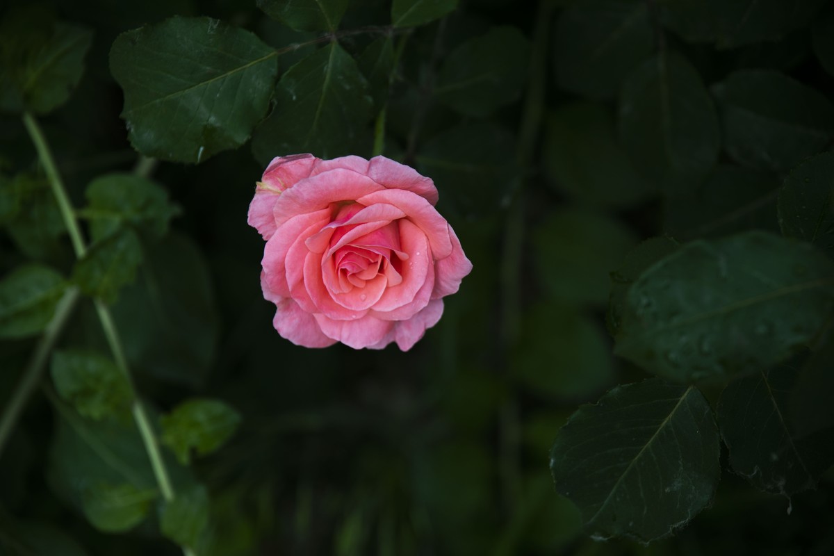 五一前后攒的几朵花，拿出来养养眼