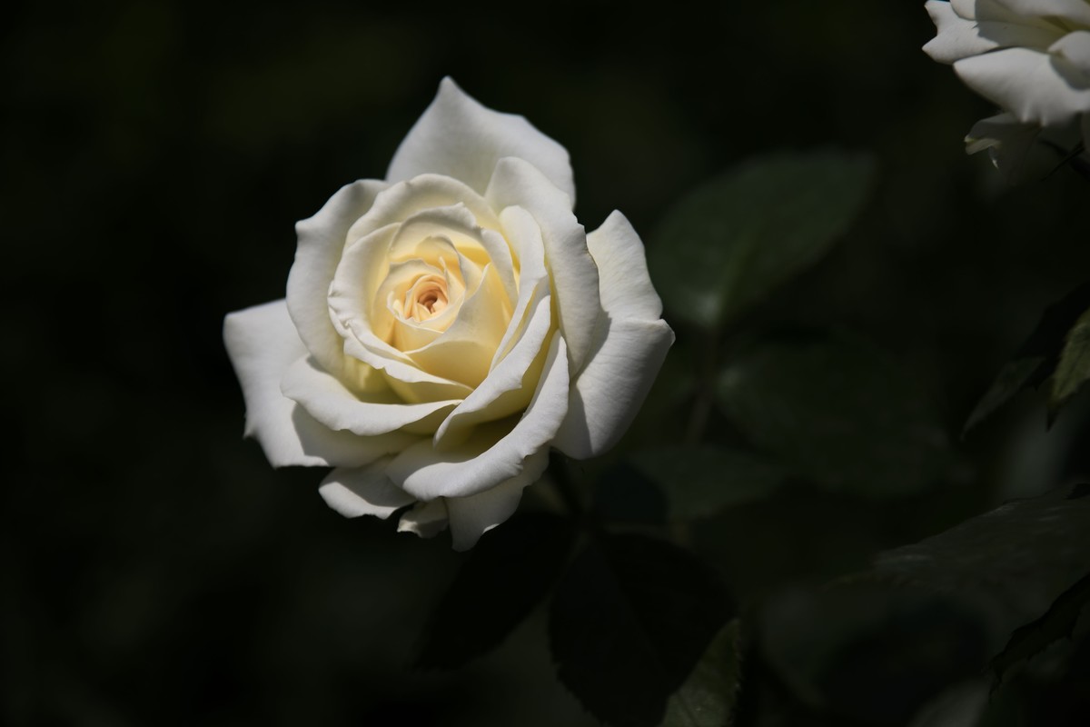 五一前后攒的几朵花，拿出来养养眼