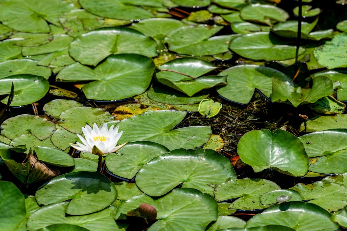 庐州印象（333）