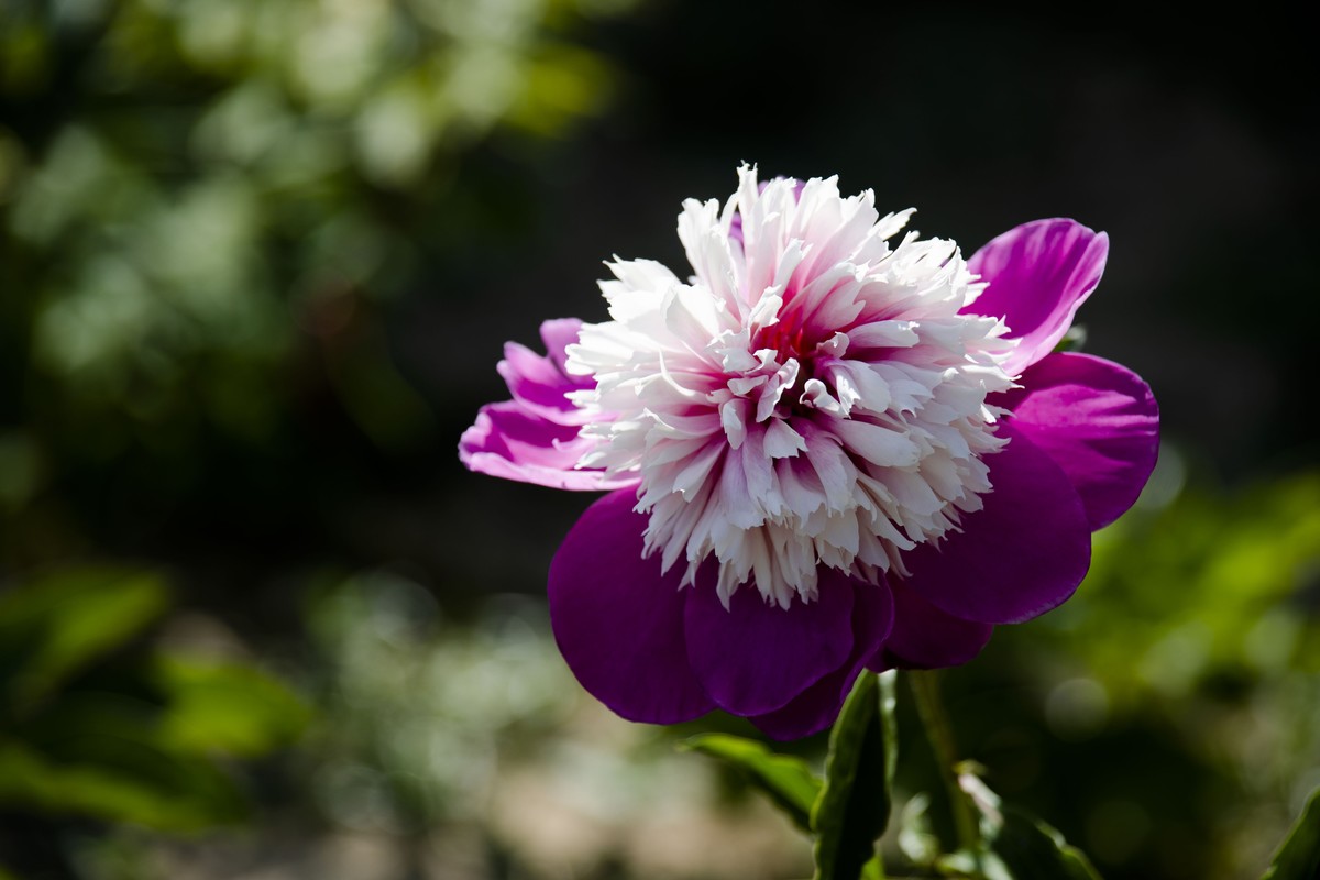 五一前后攒的几朵花，拿出来养养眼