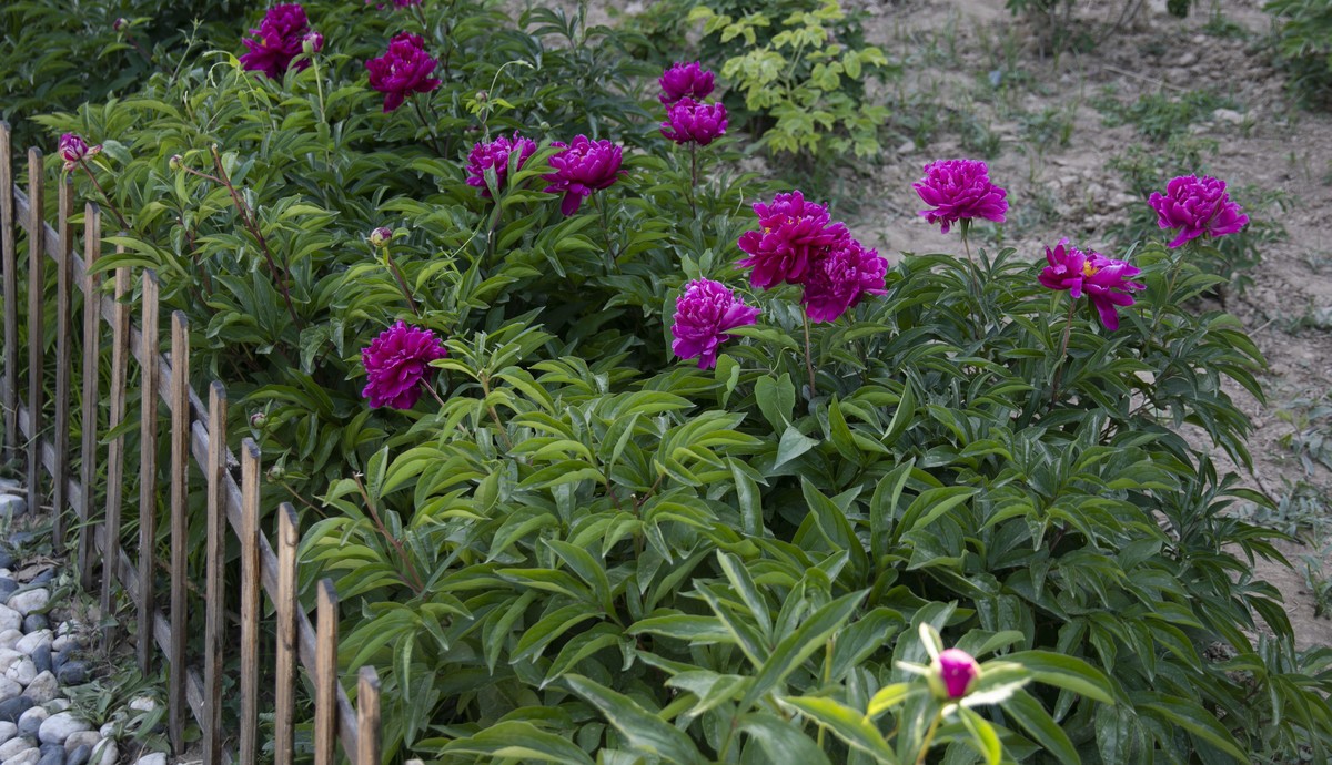 五一前后攒的几朵花，拿出来养养眼