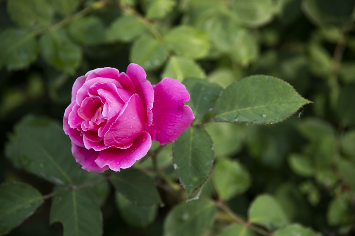 五一前后攒的几朵花，拿出来养养眼