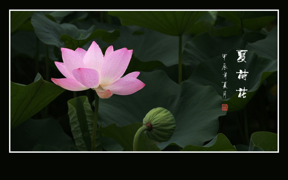 映日荷花别样红